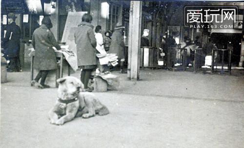 1934年拍摄的忠犬八公等待主人照片曝光！ 第1页