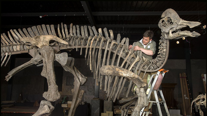 荷兰博物馆拍卖珍贵恐龙化石 鸭嘴龙骨架拍出百万