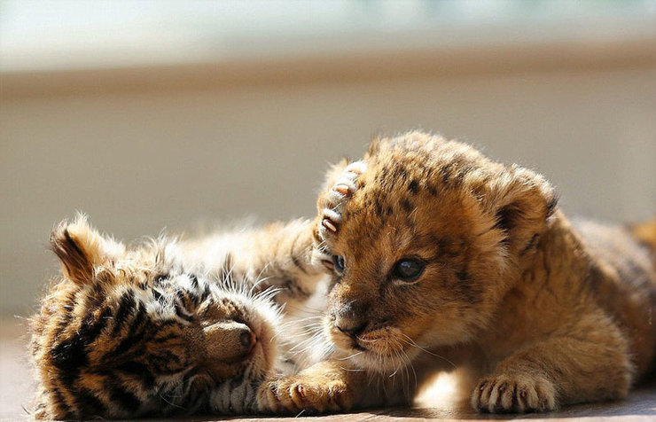 幼虎幼狮两小无猜卖萌 萌翻网友