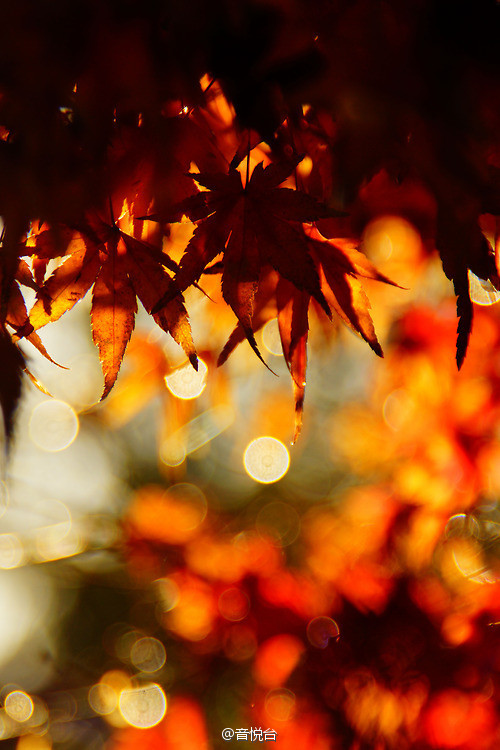 秋风落叶红色枫叶唯美意境摄影图片