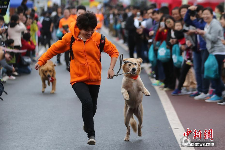 高清：南京办狗狗马拉松 主人怀抱萌宠前往赛道(2) 第2页