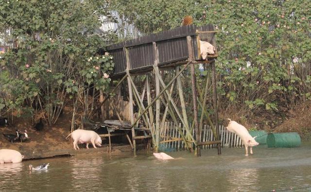 农民建跳水台逼猪锻炼 第1页