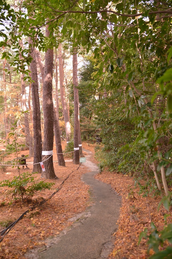 阿含桐山杯中日冠军对抗赛(8) 第8页