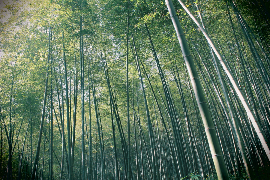 創意（三零三）：石門竹林二(2) 第2页