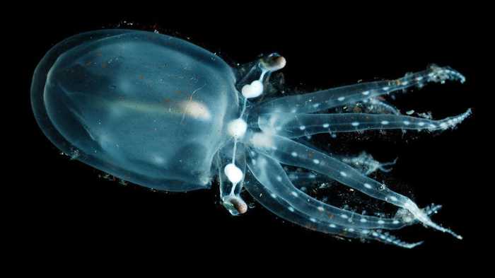 神奇美丽的透明动物：玻璃章鱼很难发现 第1页
