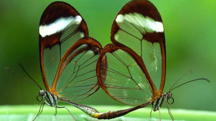 神奇美丽的透明动物：玻璃章鱼很难发现(6) 第6页