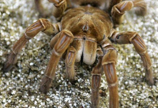 学者将脸盆大的野生蜘蛛当宠物，网友：这口味真重(4) 第4页