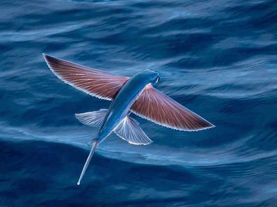 自然界的“海军航空兵”，向往蓝天的鱼类，飞鱼(2) 第2页