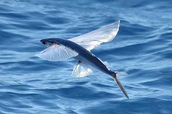 自然界的“海军航空兵”，向往蓝天的鱼类，飞鱼(5) 第5页