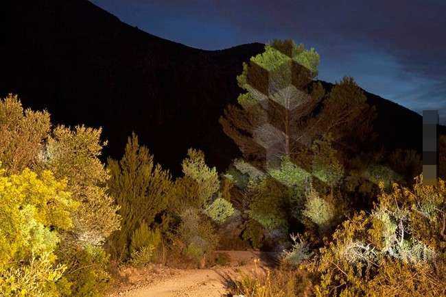 凭想像力拍出的梦幻几何造型树林照，真是美得不像话(4) 第4页