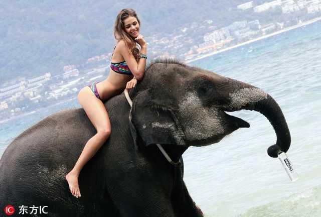 这美女，骑大象，前凸后翘秀健美身材 第1页