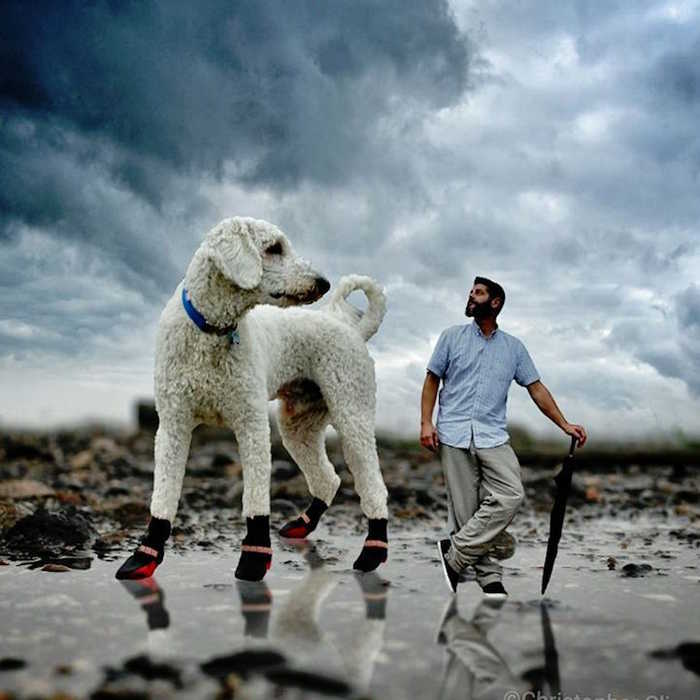 后期达人：以巨型犬为坐骑的冒险之旅 第1页