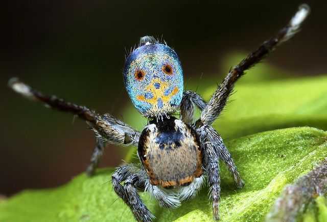 听说这是世界上最漂亮的蜘蛛，颜色绚丽惊艳还会学孔雀开屏撩妹！ 第1页