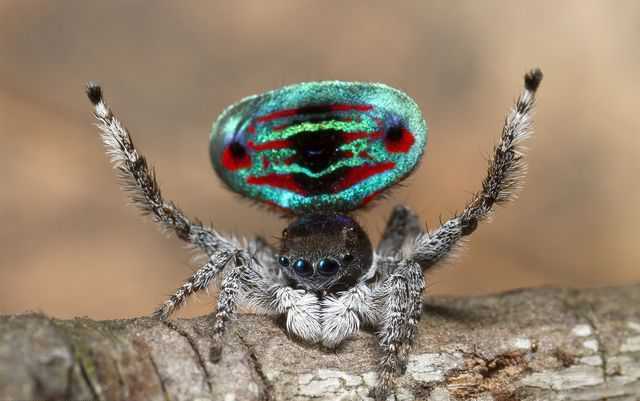 听说这是世界上最漂亮的蜘蛛,颜色绚丽惊艳还