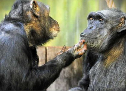 游客脸都红了：32岁黑猩猩夫妻甜蜜互撩，勾下巴抛媚眼亲吻 第1页
