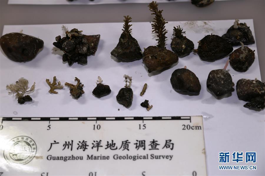 组图：中国科考船采获南极海底生物样品曝光 第1页