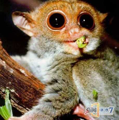 侏儒眼镜猴, 只有拇指大小!