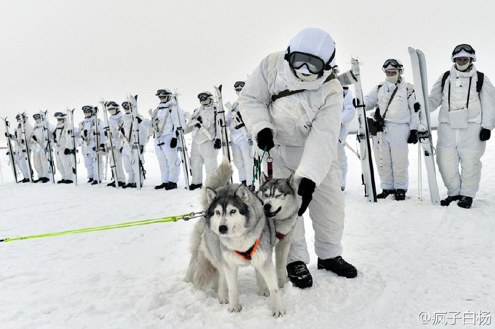 组图：因地制宜 俄军北极部队用驯鹿雪橇当交通工具(5) 第5页