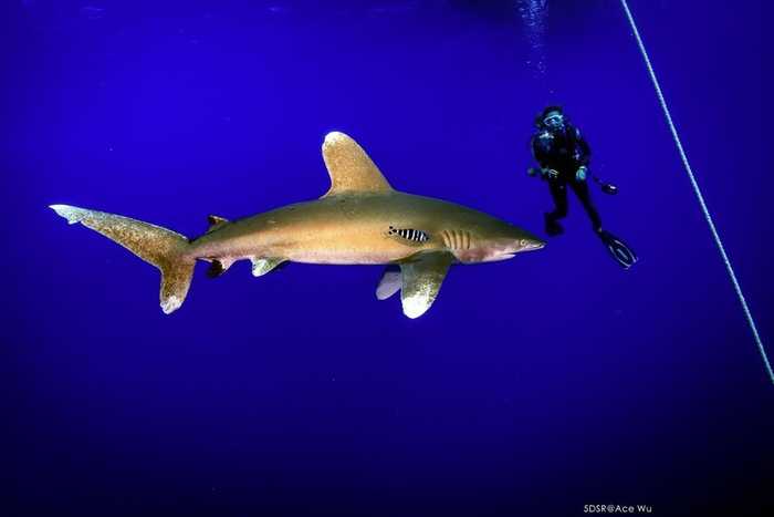 天生捕食者 水中王者鲨鱼的精彩影像(2) 第2页