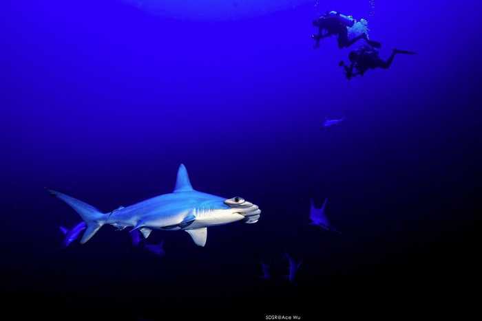 天生捕食者 水中王者鲨鱼的精彩影像(3) 第3页