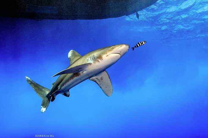 天生捕食者 水中王者鲨鱼的精彩影像(4) 第4页