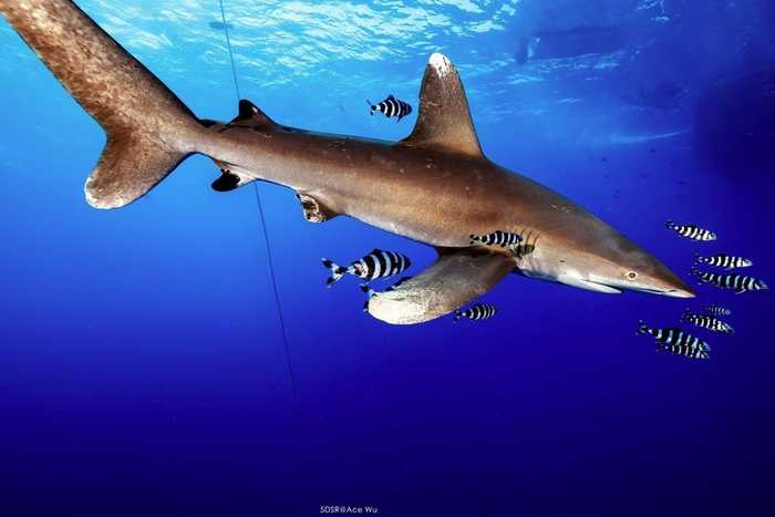 天生捕食者 水中王者鲨鱼的精彩影像(5) 第5页