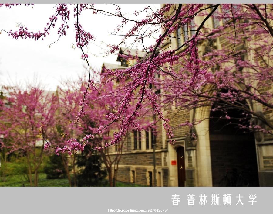 春 普林斯顿大学(4) 第4页