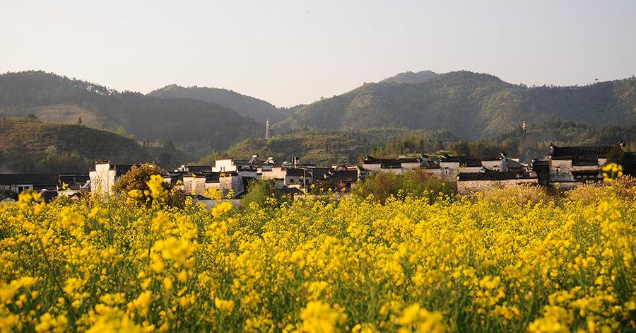 相约三生三世赏黟县油菜花海 当油菜花邂逅古徽州竟这般美 第1页