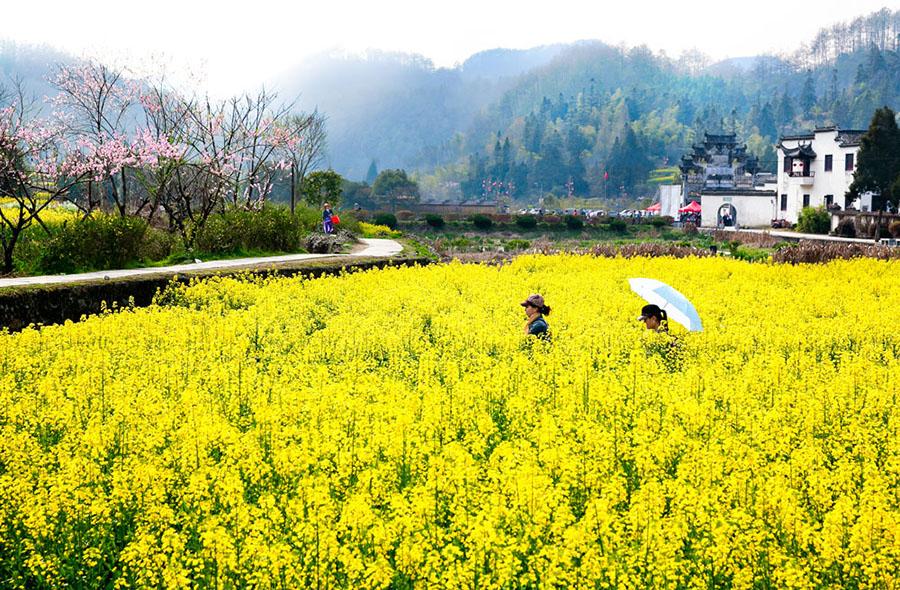 相约三生三世赏黟县油菜花海 当油菜花邂逅古徽州竟这般美(2) 第2页