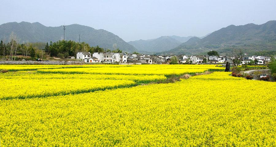 相约三生三世赏黟县油菜花海 当油菜花邂逅古徽州竟这般美(3) 第3页