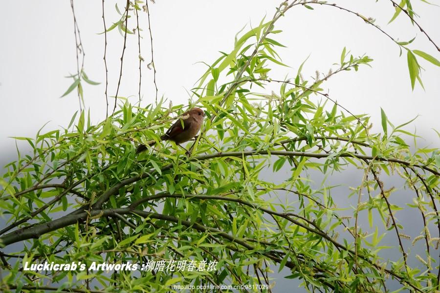 柳暗花明最为春(4) 第4页