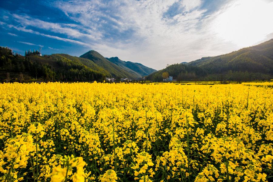 卢村油菜花 第1页