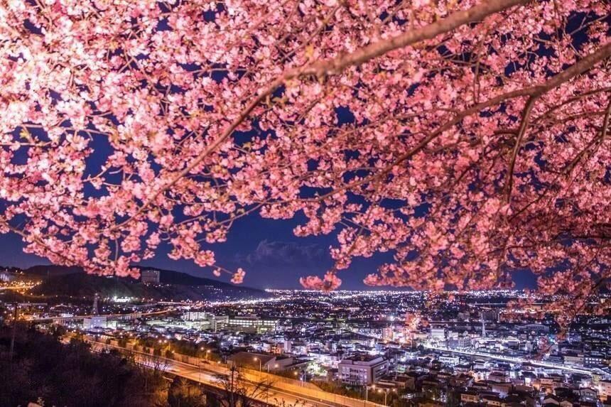 日本神奈川旅游风景摄影图片:如梦如幻的夜