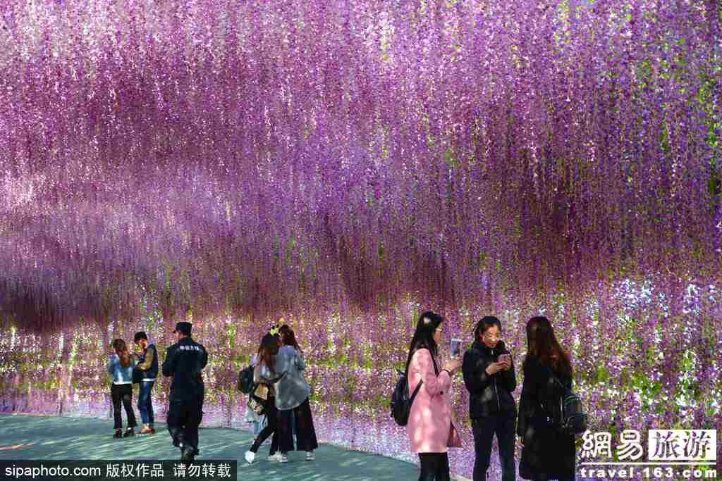 沈阳200米“薰衣草长廊”浪漫如仙境(12) 第12页