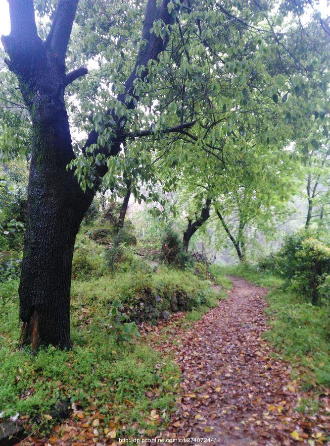 雨中漫步盘龙山(11) 第11页