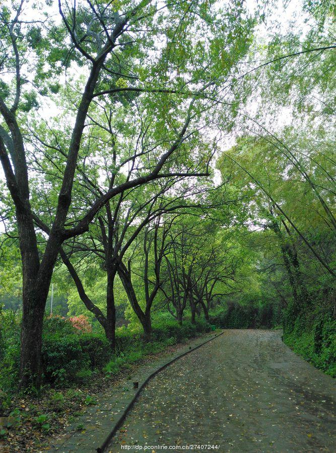 雨中漫步盘龙山(28) 第28页