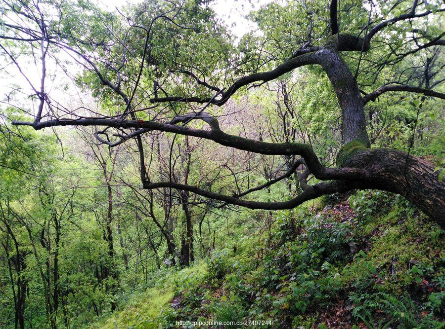 雨中漫步盘龙山(33) 第33页