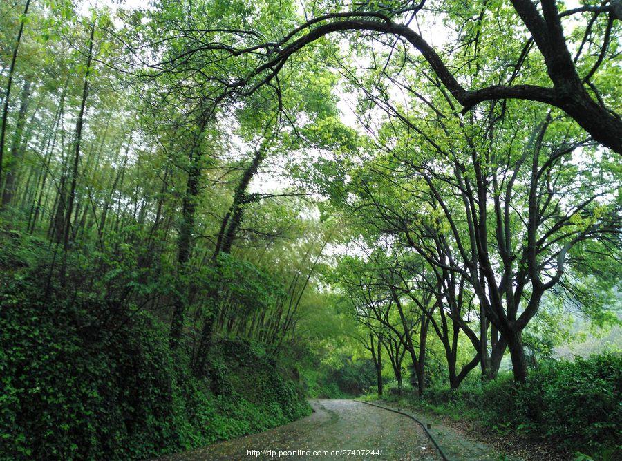 雨中漫步盘龙山(34) 第34页