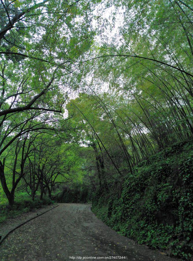 雨中漫步盘龙山(35) 第35页