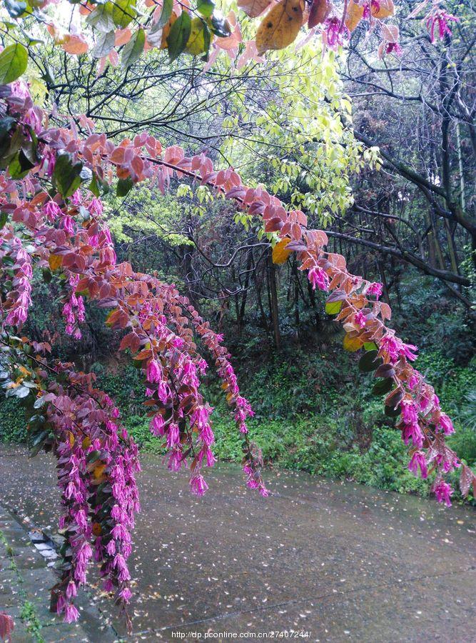 雨中漫步盘龙山(38) 第38页