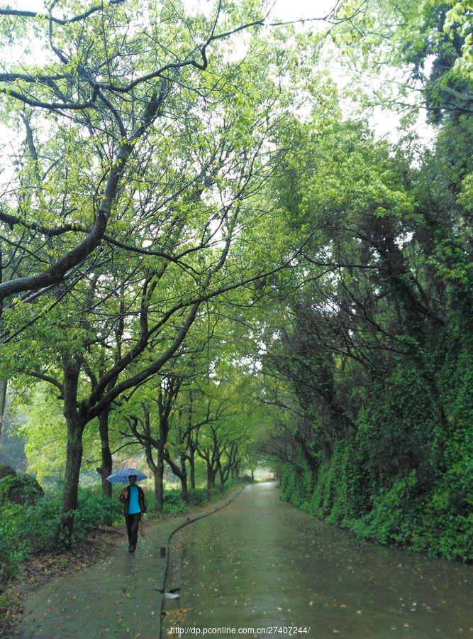 雨中漫步盘龙山(39) 第39页