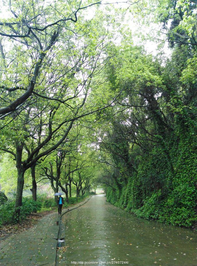 雨中漫步盘龙山(42) 第42页