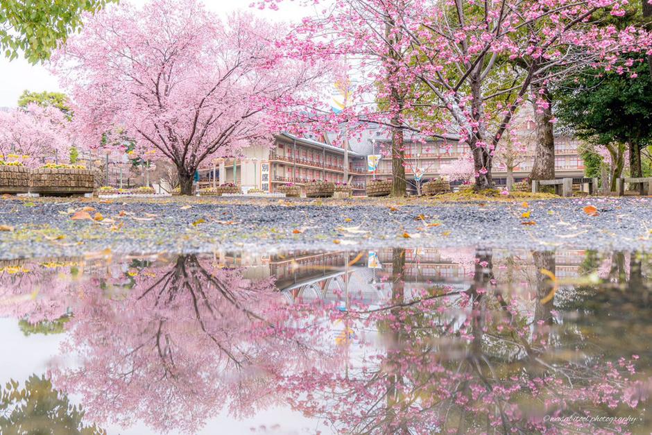 日本奈良雨后樱花 恍如隔世(4) 第4页