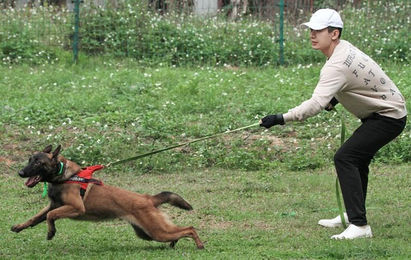 成毅魔鬼训练备战电影 变警犬训导身手不凡(2) 第2页