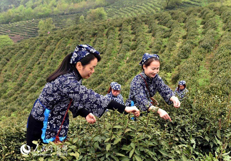 合肥庐江6万余亩春茶吐绿 采茶人汤池采茶忙 第1页