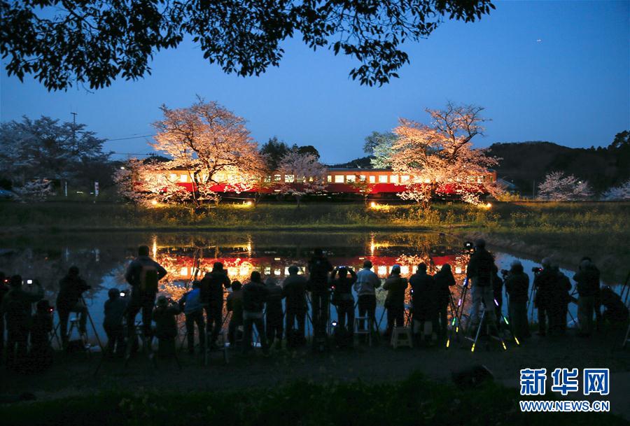 日本火车与樱花倒映水面 吸引众多摄影师前往拍摄 第1页