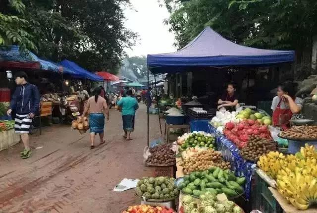 原始野性的老挝菜市场:全是大蜥蜴蚕蛹甲虫 第1页