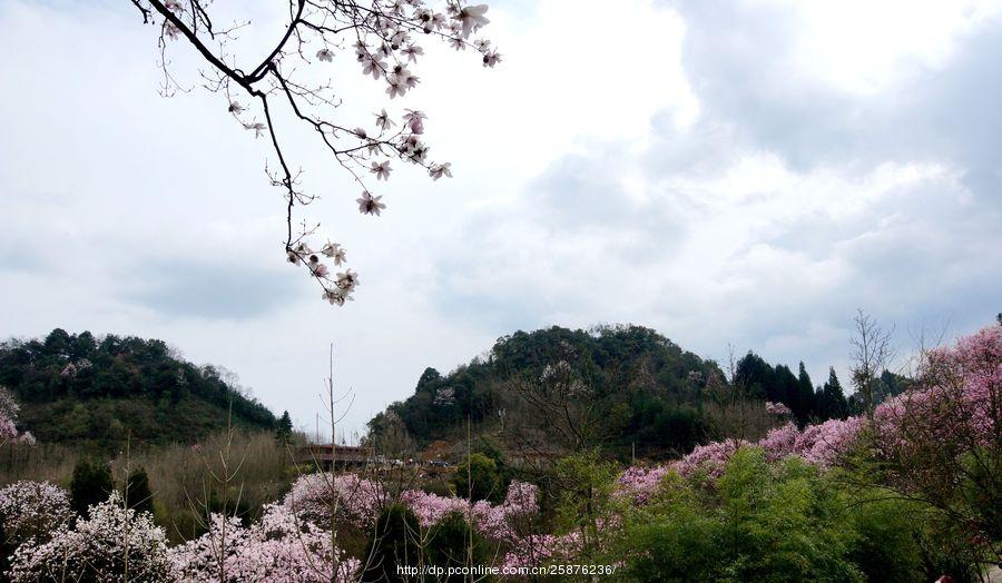 吴家后山赏辛夷(3) 第3页