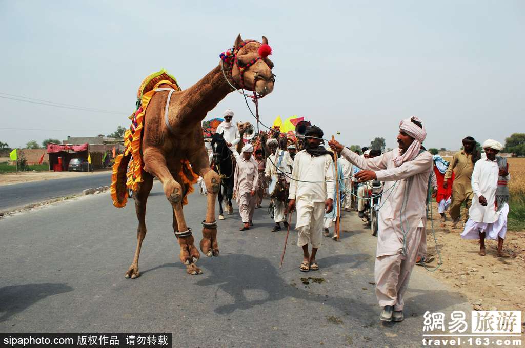 巴基斯坦骆驼被“牵着鼻子走” 表示很不满 第1页