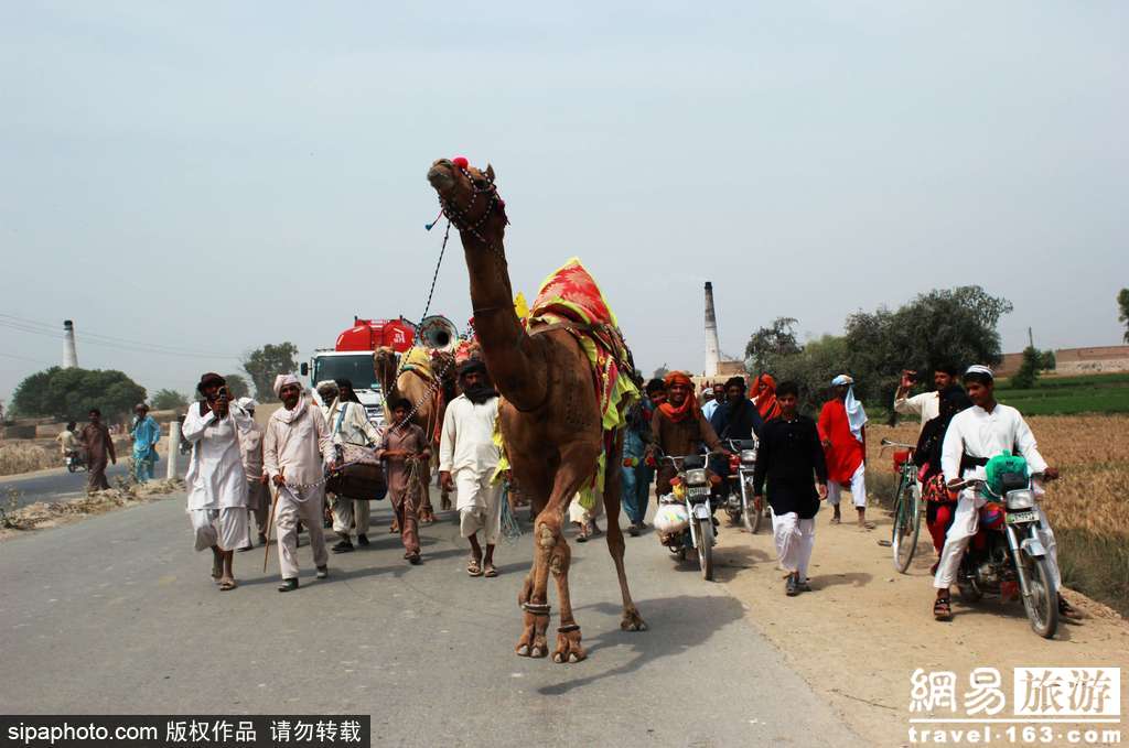 巴基斯坦骆驼被“牵着鼻子走” 表示很不满(8) 第8页
